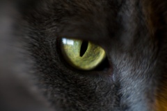 Cats Eyes.jpg